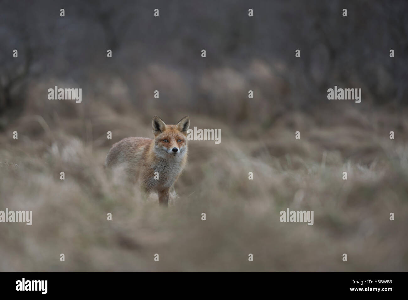Rotfuchs ( Vulpes vulpes ) in schöner Umgebung, hochtrockenes, verfaultes Gras, am Rande eines Waldes, offenes Land, Stehen, beobachten, Wildtiere, Europa. Stockfoto
