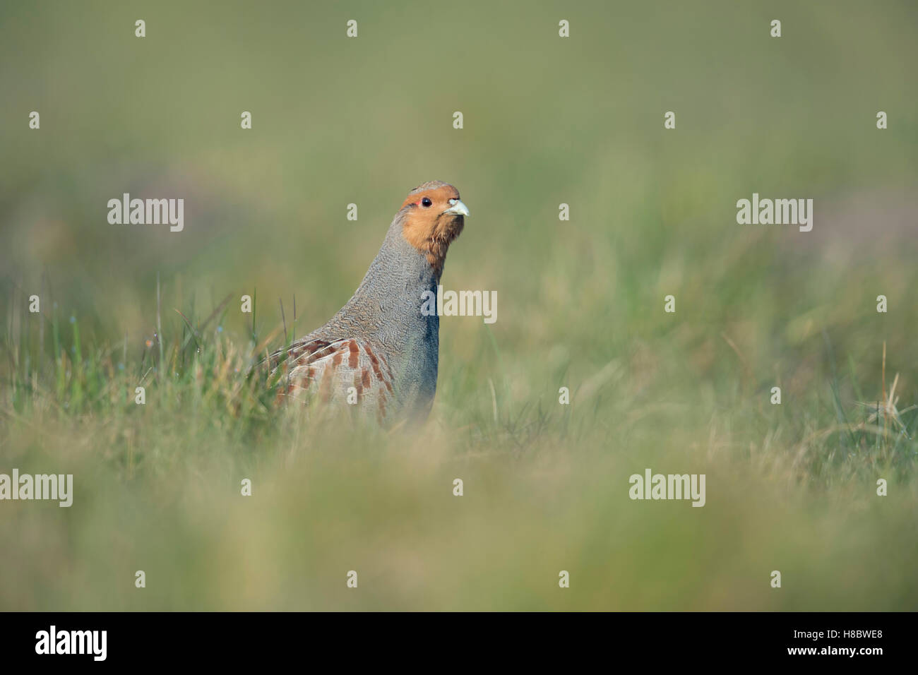 Graue Rebhühner ( Perdix perdix ) sitzen, sich im hohen Gras verstecken, aufmerksam beobachten, neugierig aussehen, bedrohte Arten, Wildtiere, Europa. Stockfoto