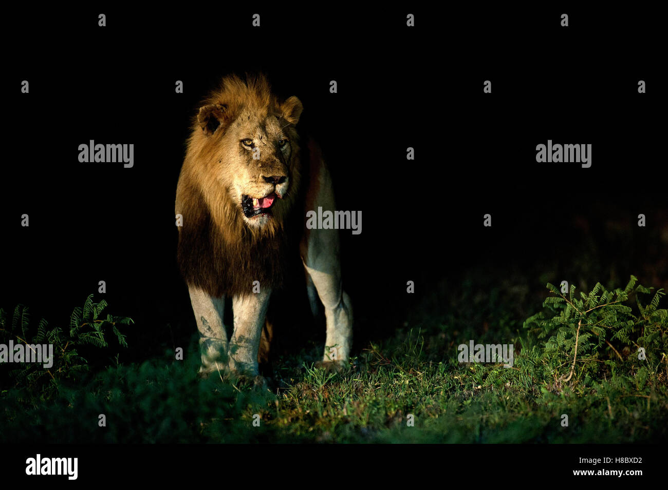 Erwachsene männliche Löwe (Panthera Leo) in der Nacht Stockfoto