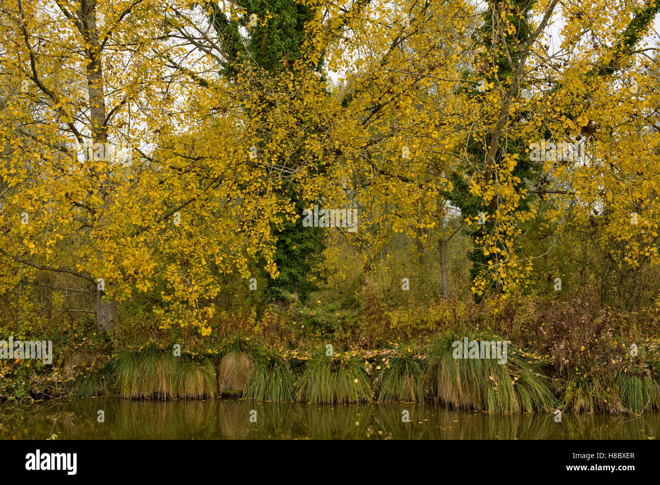Schwarze Segge Grasbüscheln am Ufer des Kanals Kennet & Avon mit Pappeln in Herbstfärbung Stockfoto