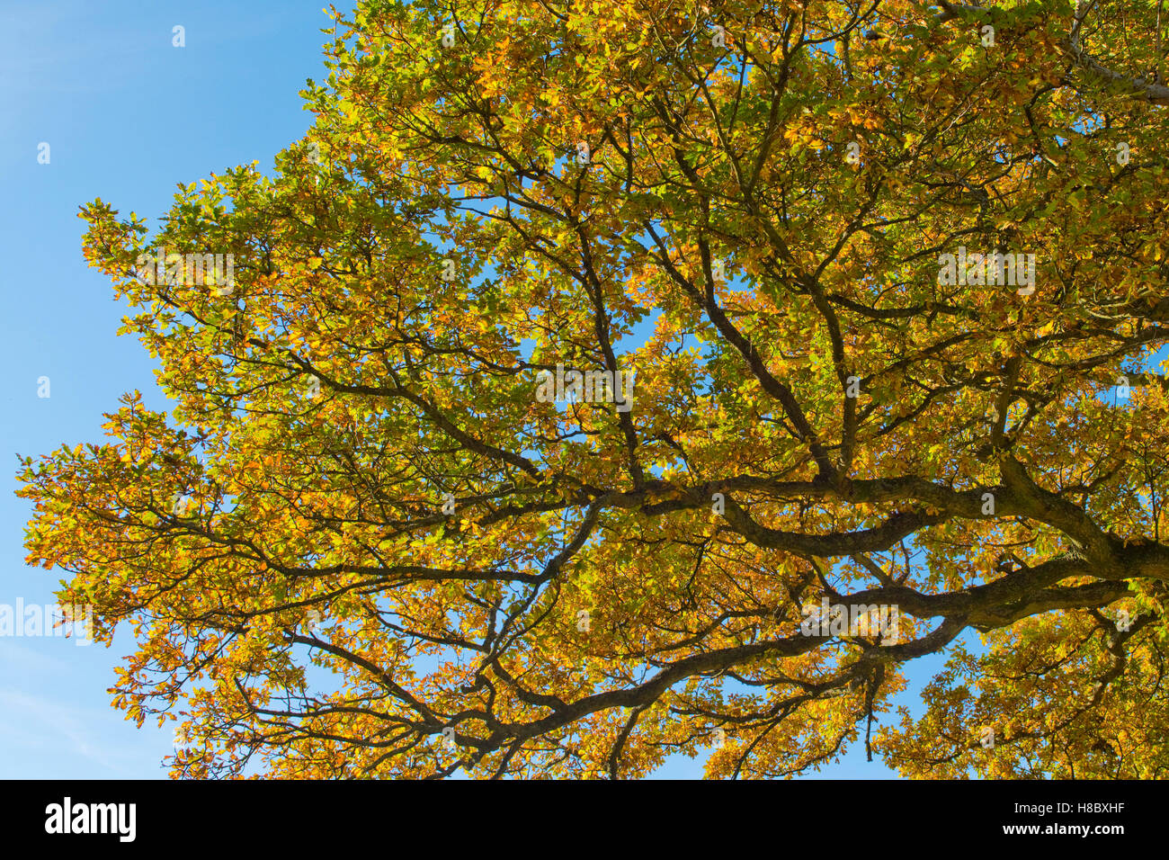 Grün und Gold Blätter einer englischen Eiche vor blauem Himmel im Herbst, Oktober Stockfoto