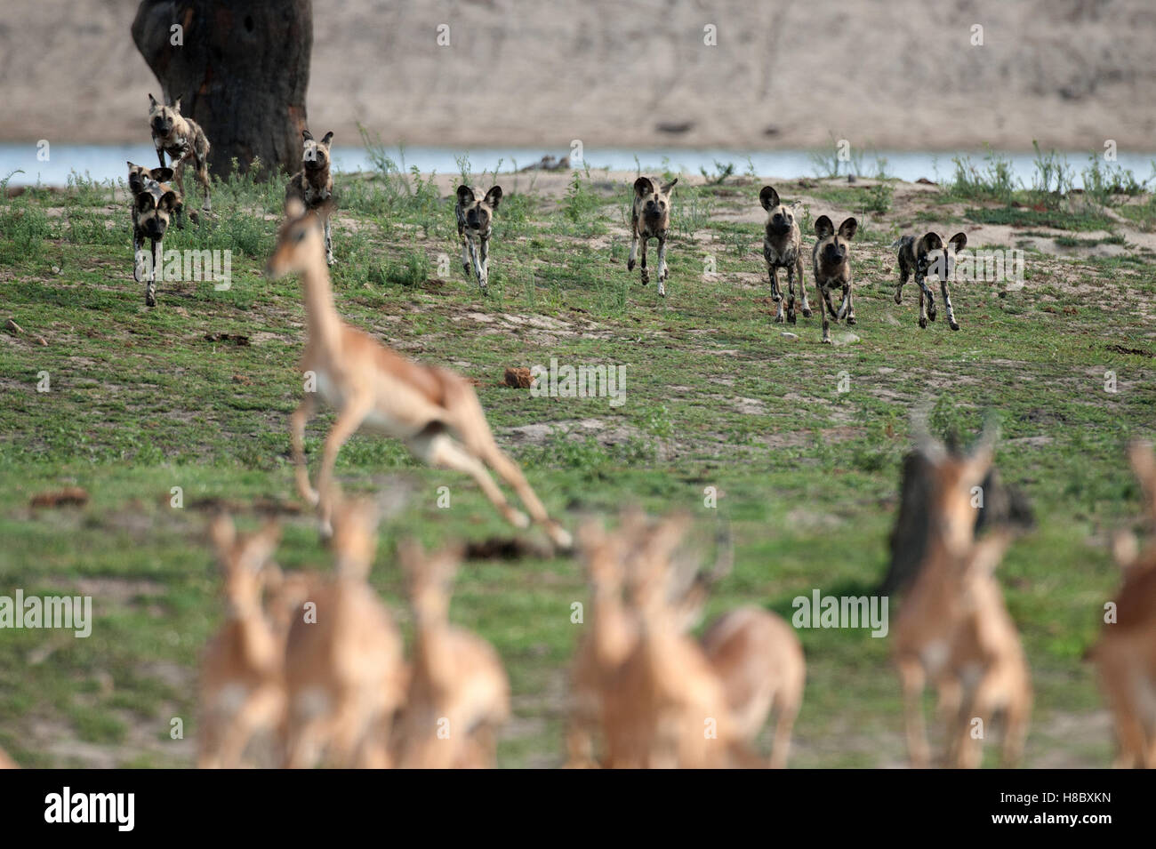 Pack von afrikanischen Wildhunden (LYKAON Pictus) jagen impala Stockfoto