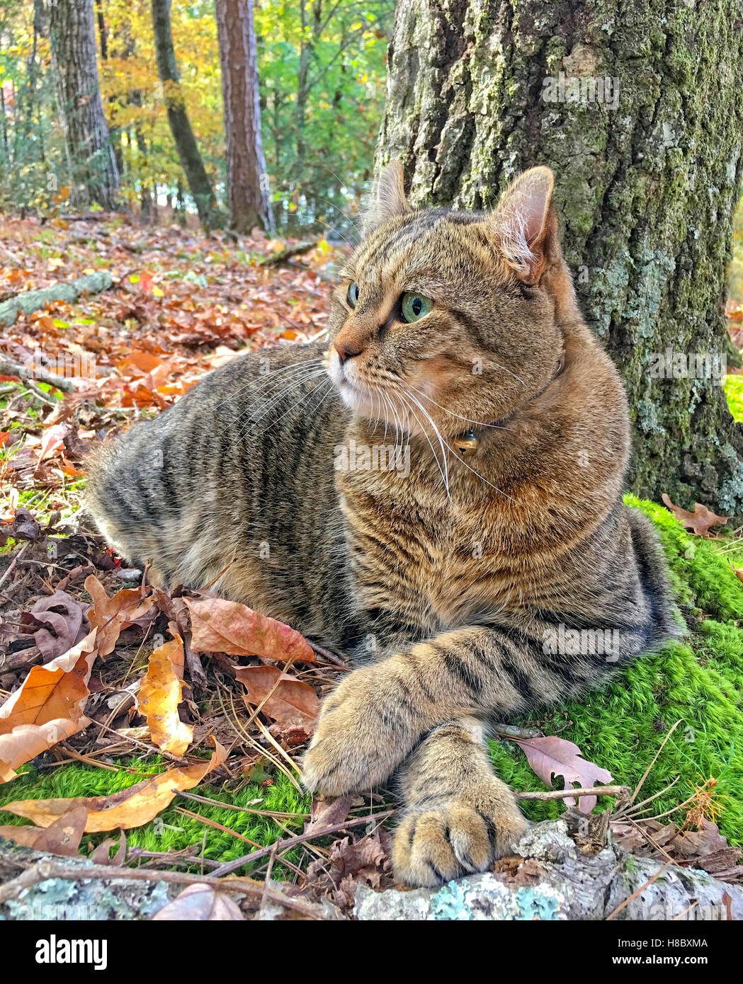 Ein grau Tabby Highland Lynx Katze liegend neben einem Baum im Wald, umgeben von den Farben des Herbstes sehr entspannt, überquerte Pfoten. Stockfoto