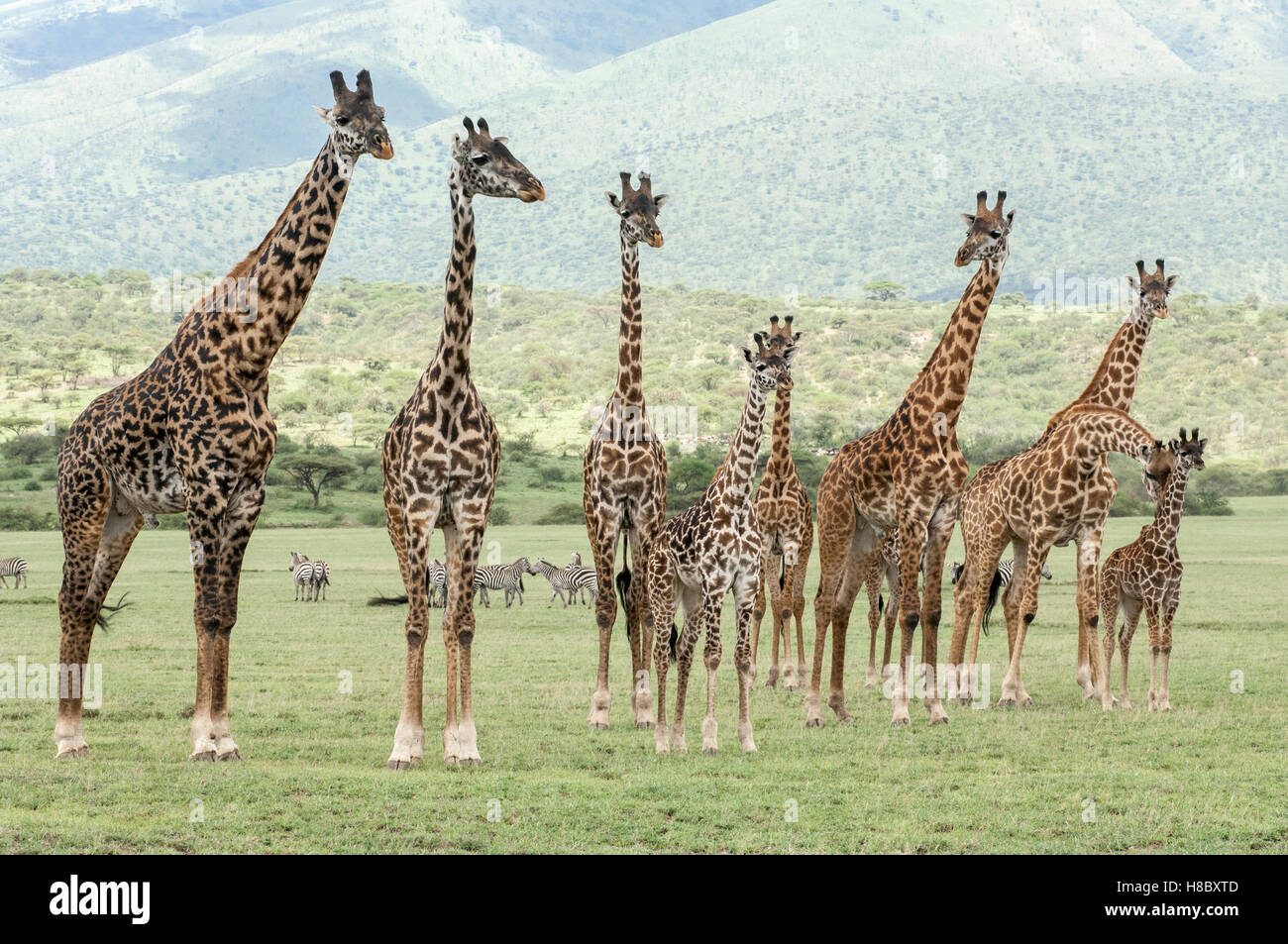 Eine Gruppe von Masai Giraffen (Giraffa Tippelskirchi) auf den Ebenen von Olduvai, Ngorongoro, Tansania Stockfoto