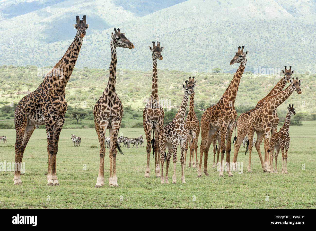 Eine Gruppe von Masai Giraffen (Giraffa Tippelskirchi) auf den Ebenen von Olduvai, Ngorongoro, Tansania Stockfoto