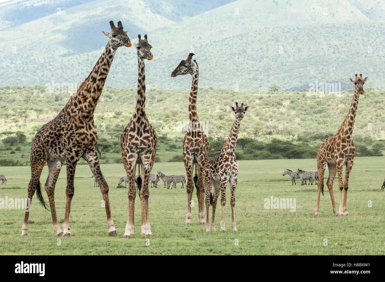 Eine Gruppe von Masai Giraffen (Giraffa Tippelskirchi) auf den Ebenen von Olduvai, Ngorongoro, Tansania Stockfoto