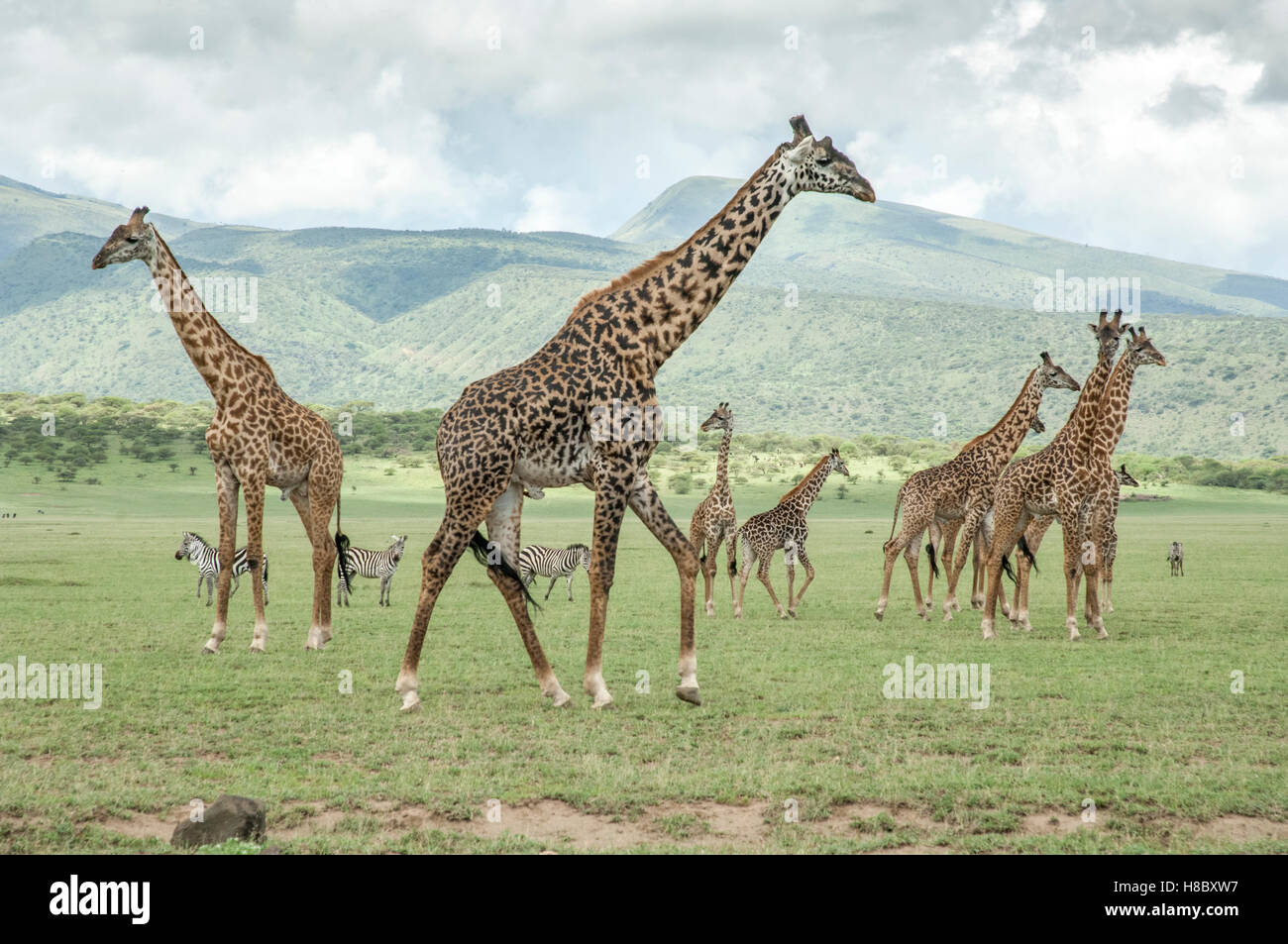 Eine Gruppe von Masai Giraffen (Giraffa Tippelskirchi) auf den Ebenen von Olduvai, Ngorongoro, Tansania Stockfoto