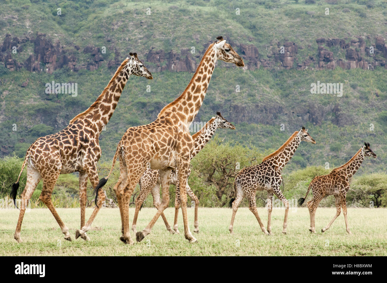 Eine Gruppe von Masai Giraffen (Giraffa Tippelskirchi) auf den Ebenen von Olduvai, Ngorongoro, Tansania Stockfoto