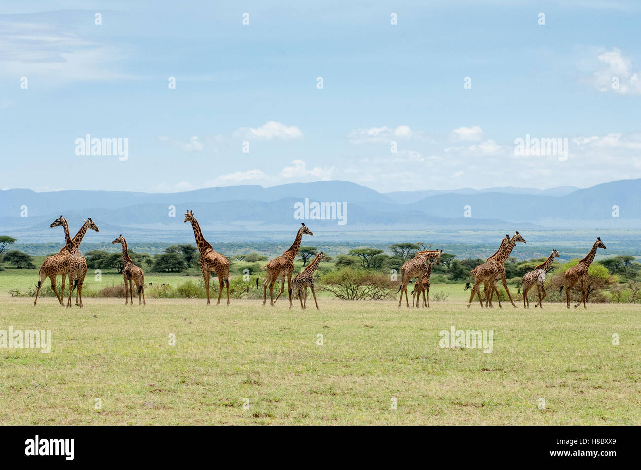 Eine Gruppe von Masai Giraffen (Giraffa Tippelskirchi) auf den Ebenen von Olduvai, Ngorongoro, Tansania Stockfoto