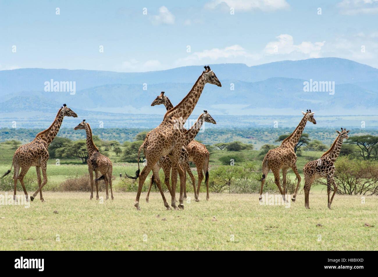 Eine Gruppe von Masai Giraffen (Giraffa Tippelskirchi) auf den Ebenen von Olduvai, Ngorongoro, Tansania Stockfoto