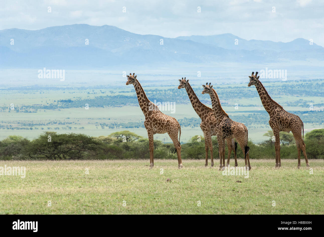 Eine Gruppe von Masai Giraffen (Giraffa Tippelskirchi) auf den Ebenen von Olduvai, Ngorongoro, Tansania Stockfoto