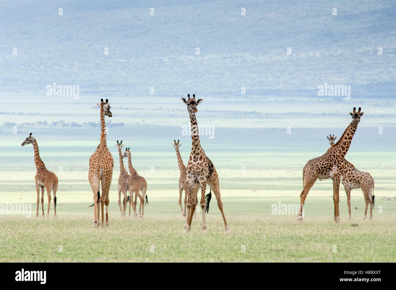 Eine Gruppe von Masai Giraffen (Giraffa Tippelskirchi) auf den Ebenen von Olduvai, Ngorongoro, Tansania Stockfoto