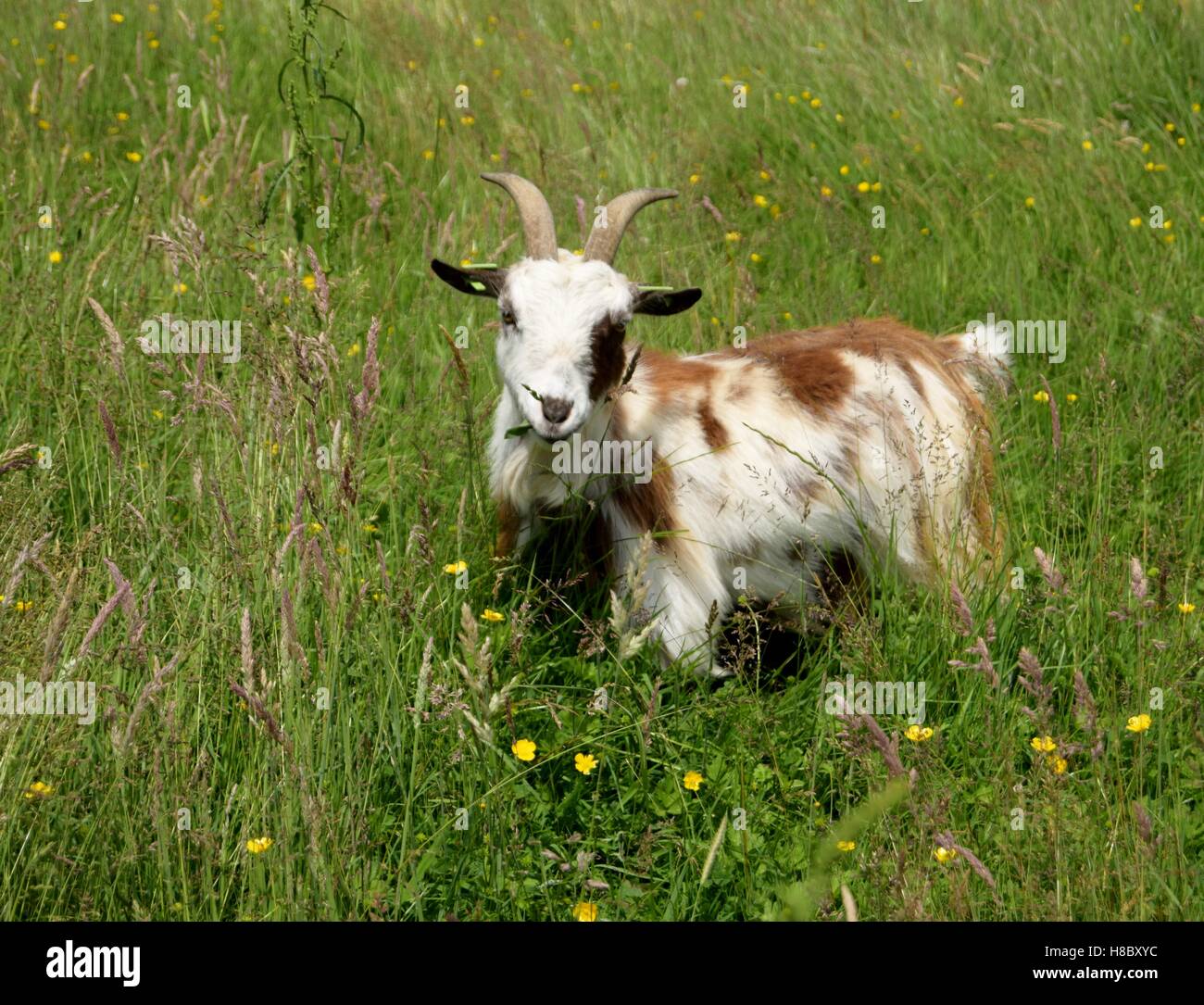 weibliche-ziege-in-unsere-wildblumenwiese-stockfotografie-alamy