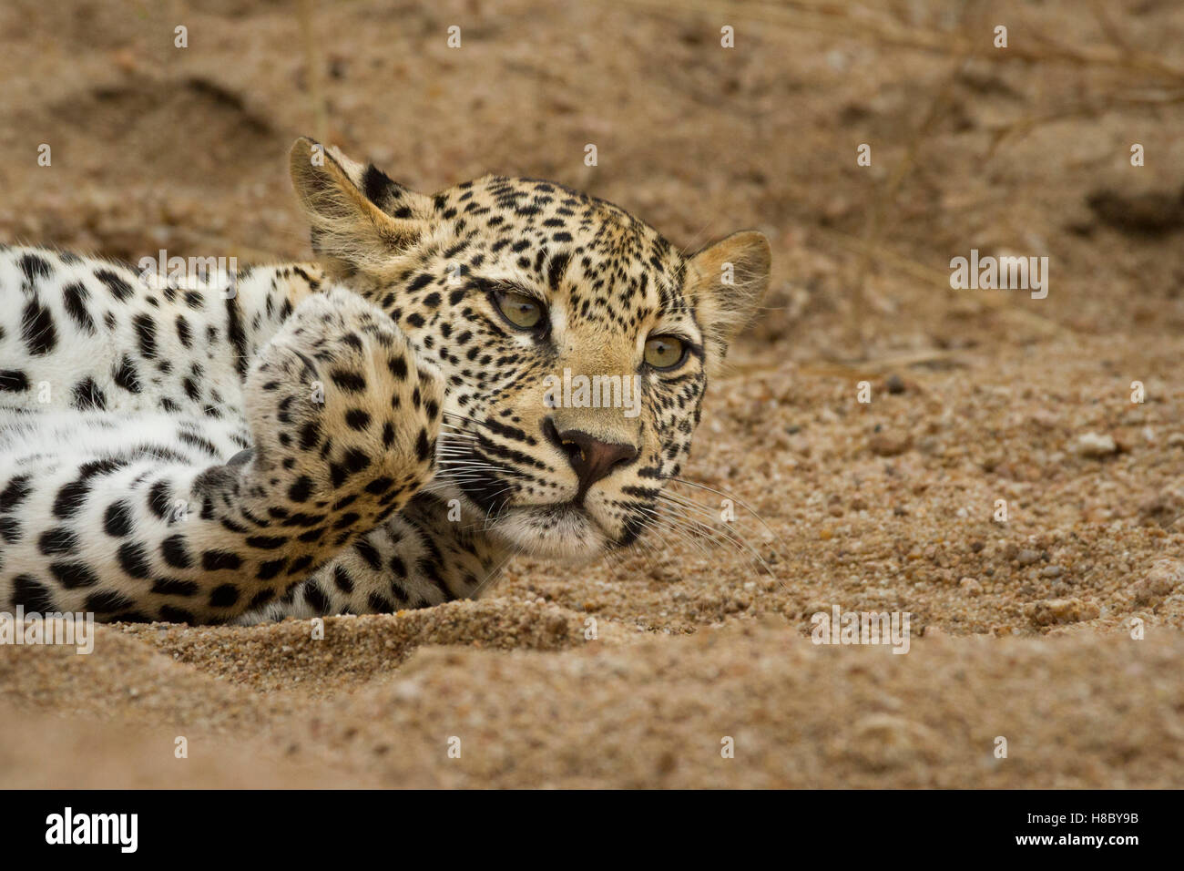 Leopard (Panthera Pardus) Cub auf ihrer Seite im Flusssand einen Fuß nach oben liegend Stockfoto