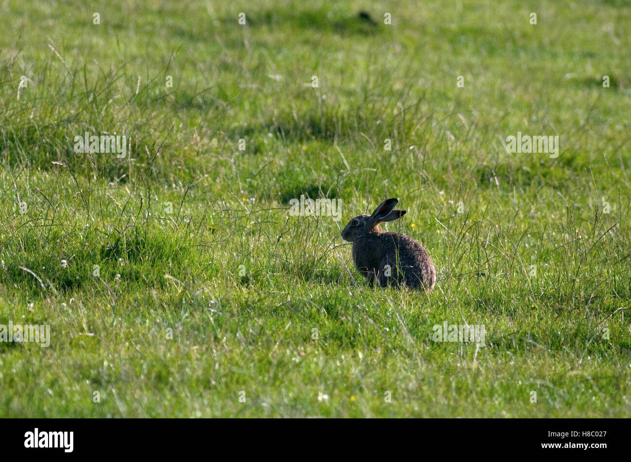 Ein Feldhase guard Stockfoto