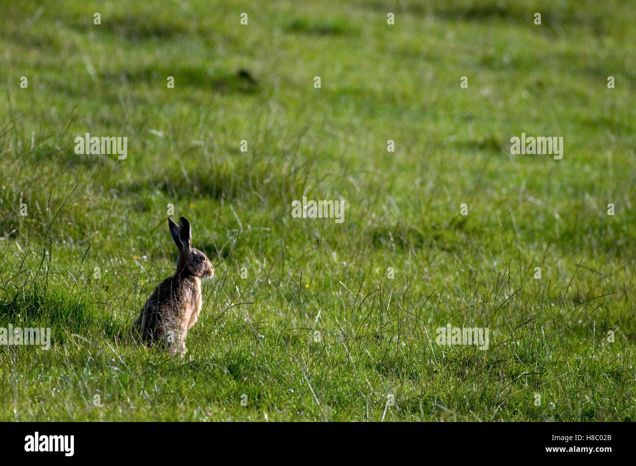 Feldhase Stockfoto