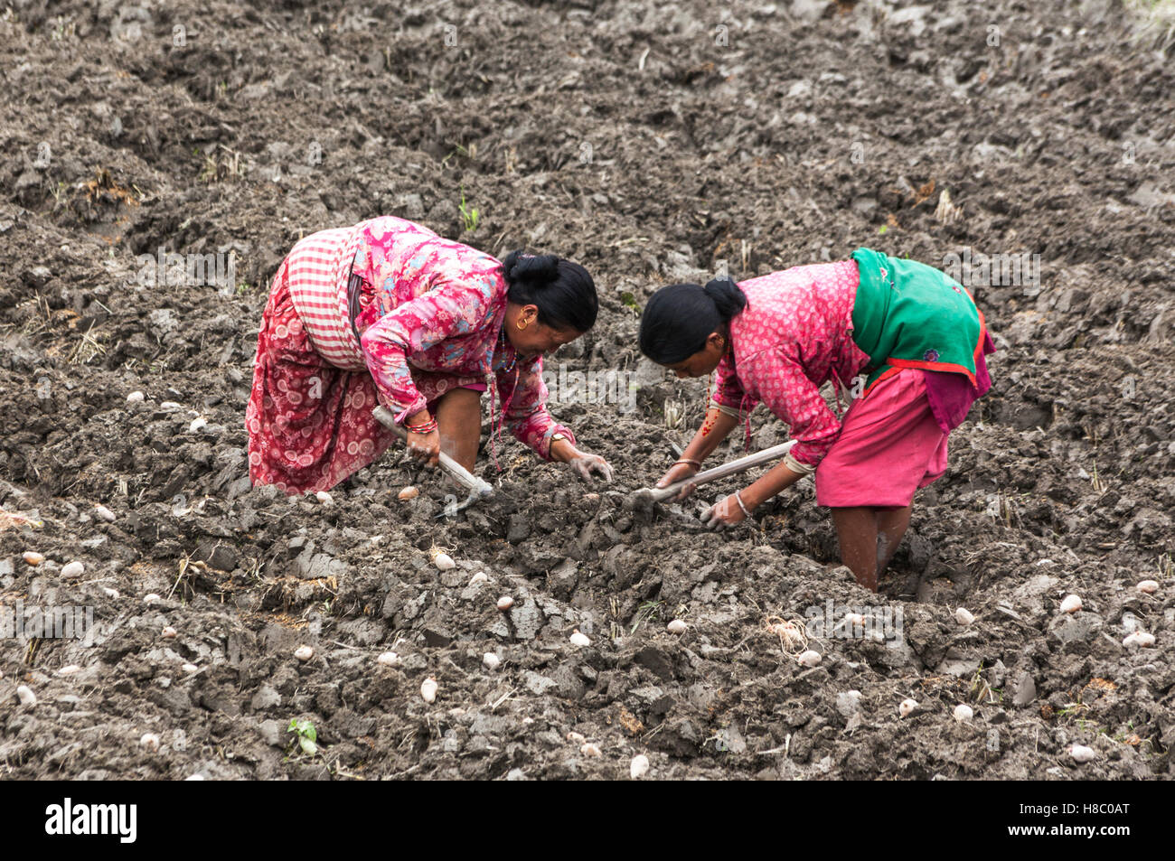 Zwei Frauen, die Pflanzen von Kartoffeln in einem Feld vor den Toren Kathmandu Stockfoto