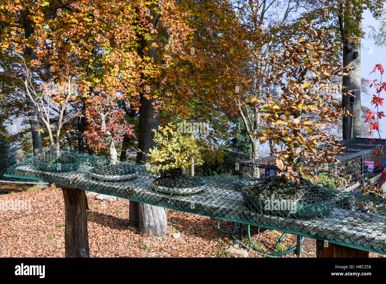 Anbau von herbstlichen Bonsai-Bäume in Carona Schweiz Stockfoto