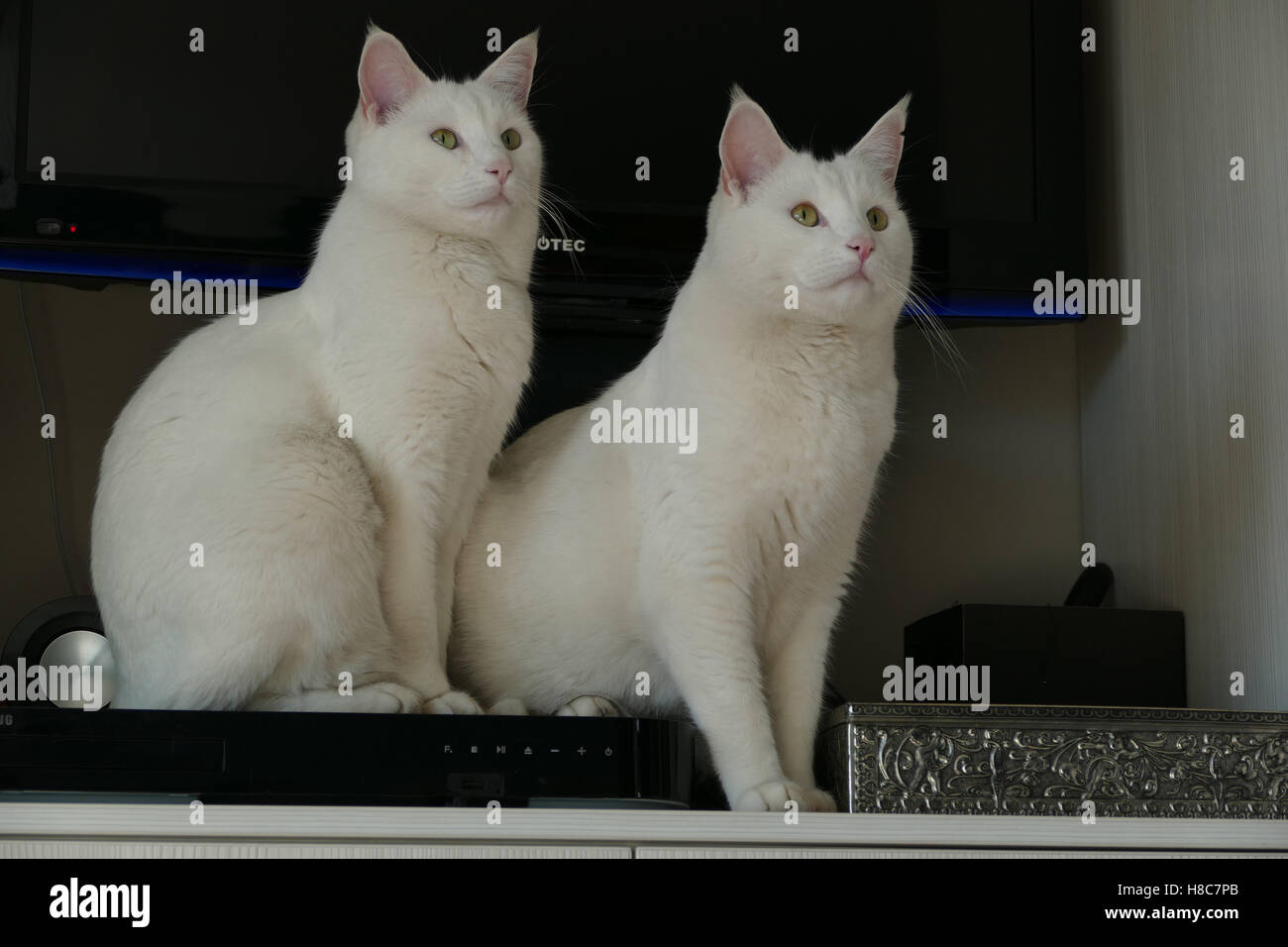 2 weiße Katzen posiert vor dem Fernseher Stockfoto