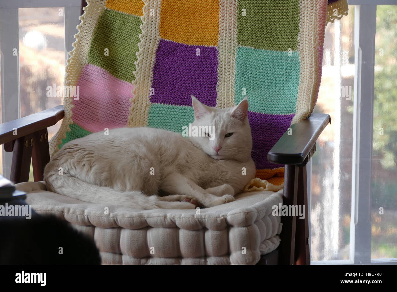 Weiße Katze auf Stuhl sitzend Stockfoto