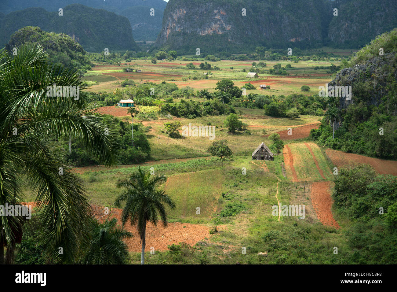 Einem strohgedeckten Tabak Trocknung Haus im Valle de Viñales auf Kuba mit Dschungel bedeckt Mogotes im Hintergrund Stockfoto