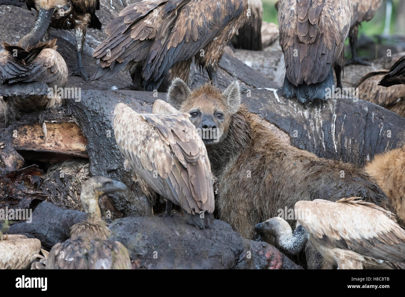 Weißrückenspecht Geier (abgeschottet Africanus) und Spotted Hyänen (Crocuta Crocuta) Fütterung auf den Kadaver eines Elefanten, Maasai Mara. Stockfoto