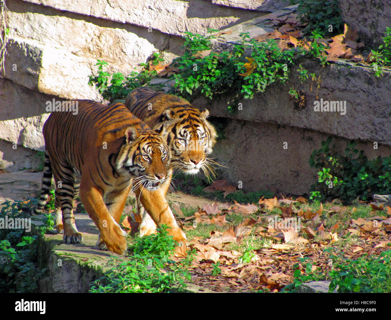 Zwei Tiger gehen nebeneinander in Barcelona Zoo, Spanien. Stockfoto