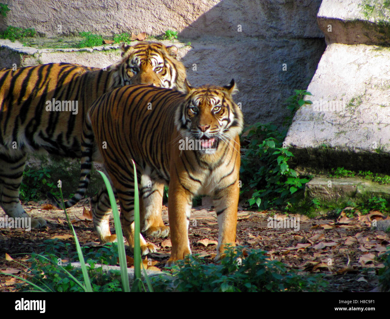 Tiger Blick in die Kamera. Barcelona Zoo, Spanien Stockfoto