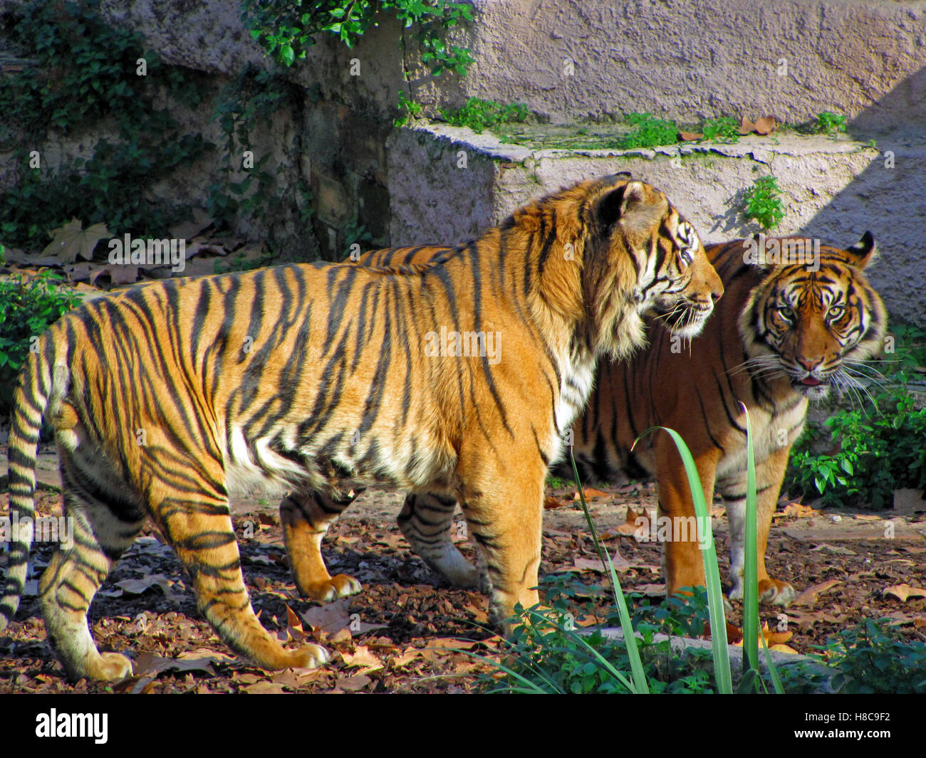 Zwei Tiger Zoo von Barcelona, Spanien Stockfoto