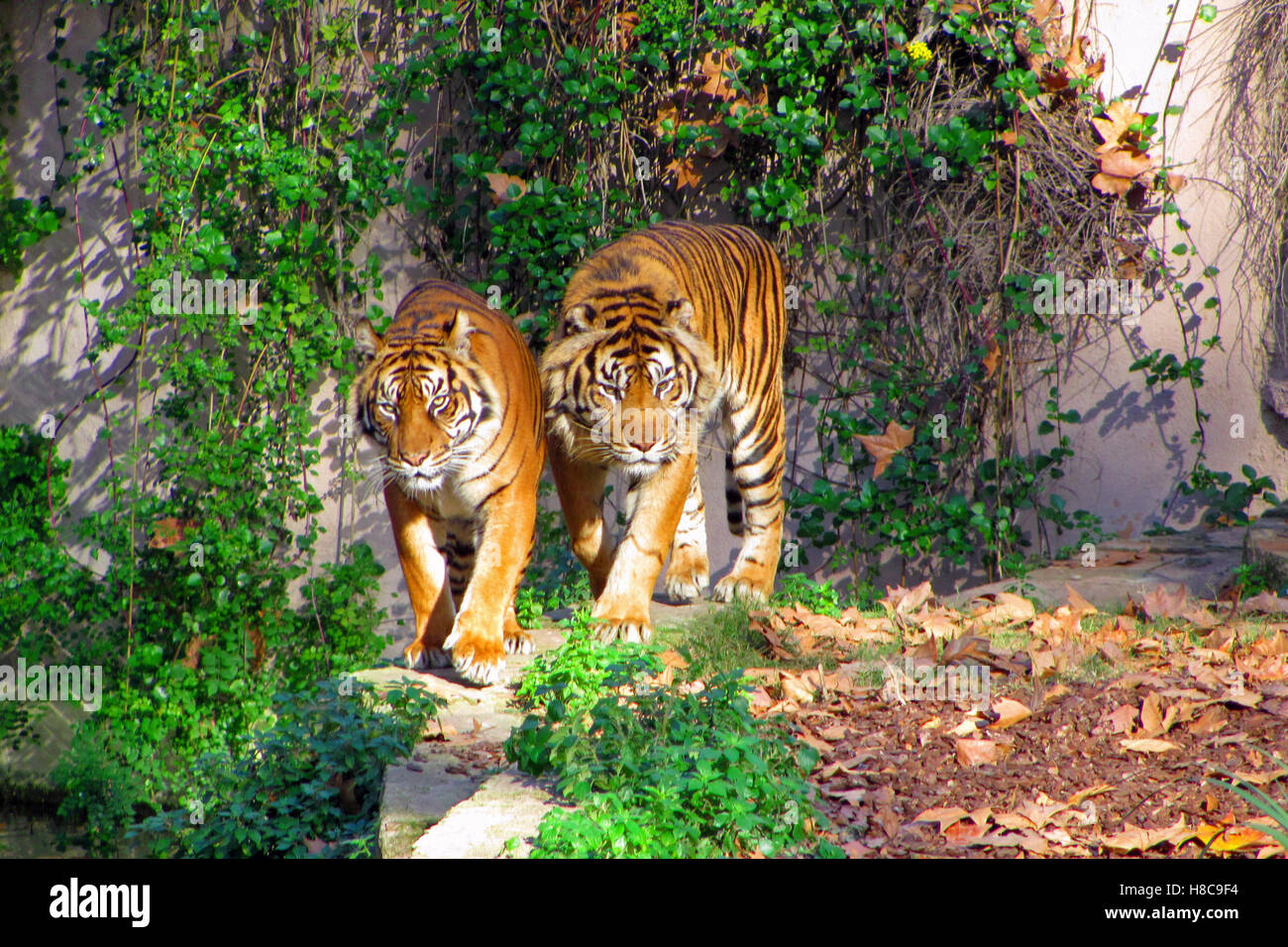 Tiger im Zoo von Barcelona zu Fuß Stockfoto