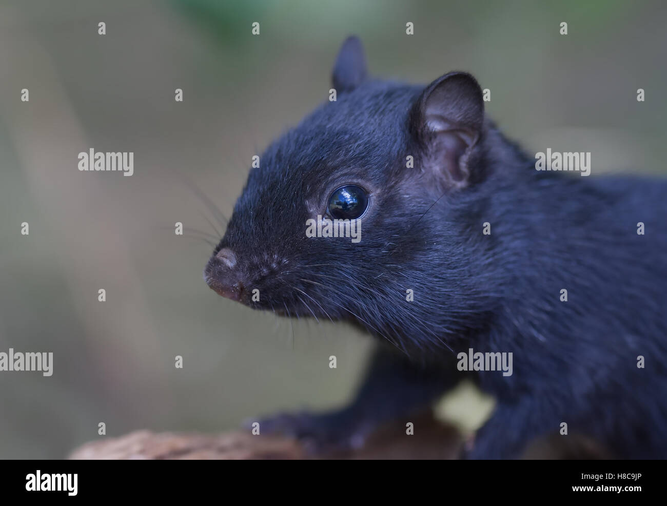Melanistic Schwarz chipmunk auf einem Baumstamm in Kanada Stockfoto