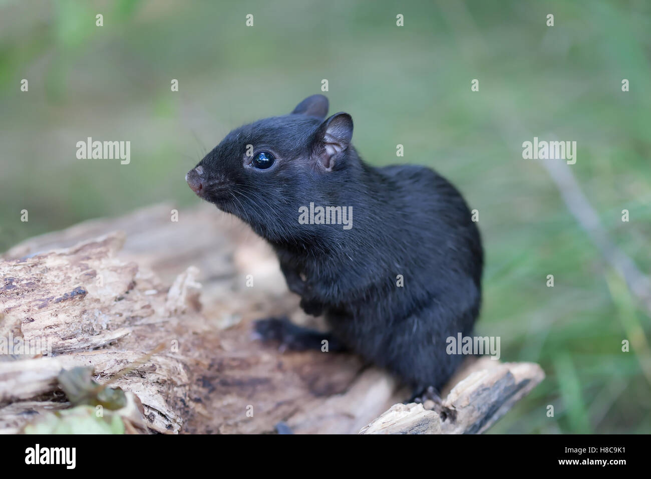 Melanistic Schwarz chipmunk auf einem Baumstamm in Kanada Stockfoto