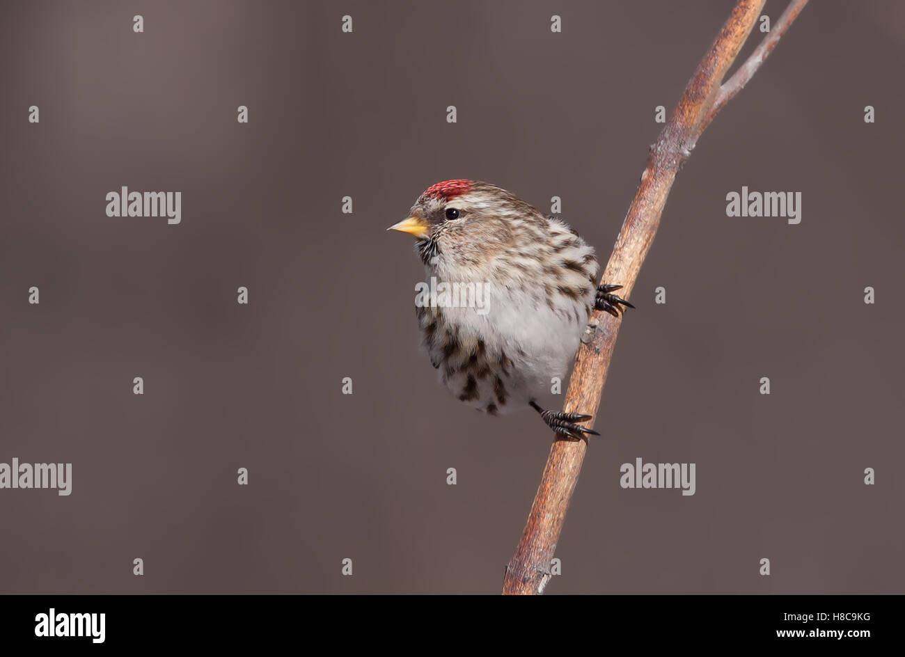 Common Redpoll (Acanthis flammea) im Winter in Kanada milkweed gehockt Stockfoto