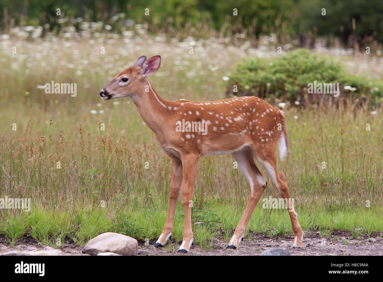 Weißwedelhirsche fawn im Wald in Kanada Stockfoto