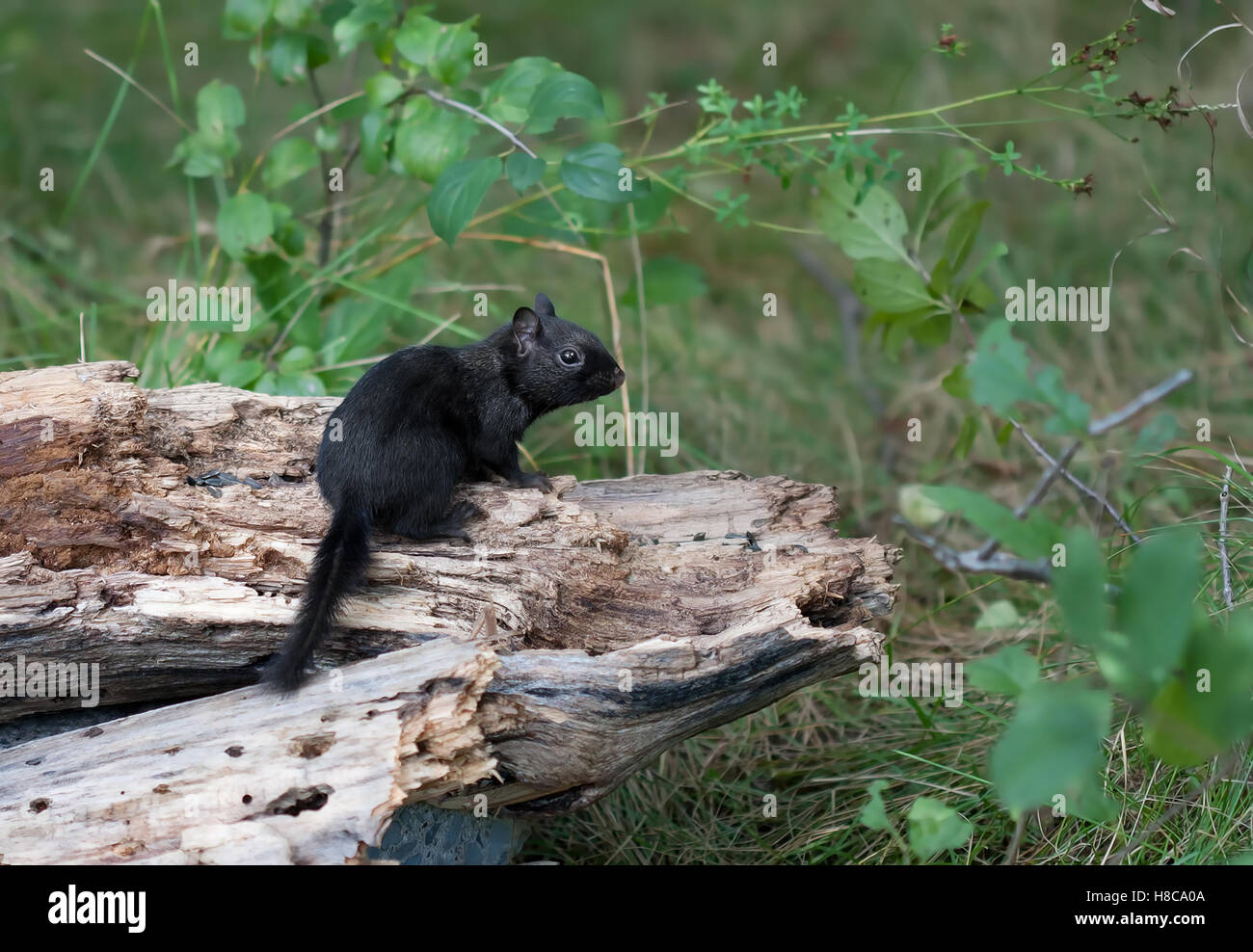 Melanistic Schwarz chipmunk auf einem Baumstamm in Kanada Stockfoto