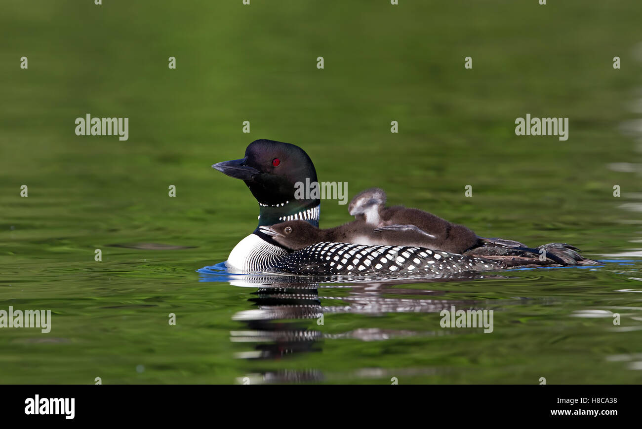 Common loon Schwimmen mit Küken auf dem Rücken in Kanada Stockfoto