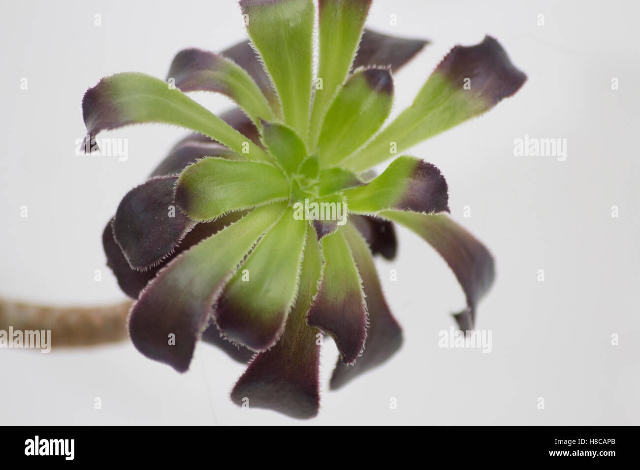 Schwarz Aeonium Zwartkop sukkulente Pflanze grün drehen im Winter wegen des Mangels an Sonnenlicht Stockfoto