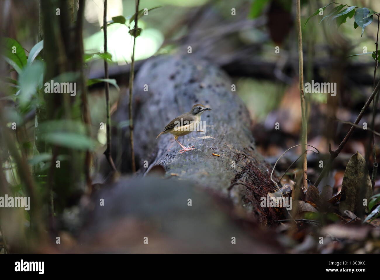 Kurzschwanz-Schwätzer (Malacocincla Malaccensis) in Sabah, Borneo, Malaysia Stockfoto