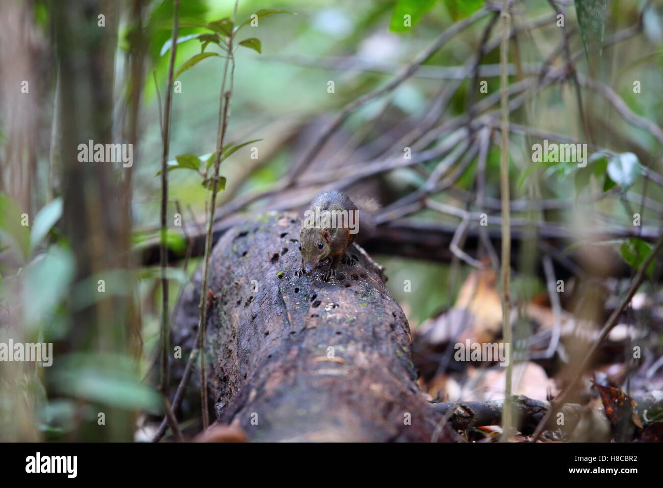 Gemeinsame Treeshrew (Modellorganismus Glis) in Sabah, Borneo, Malaysia Stockfoto