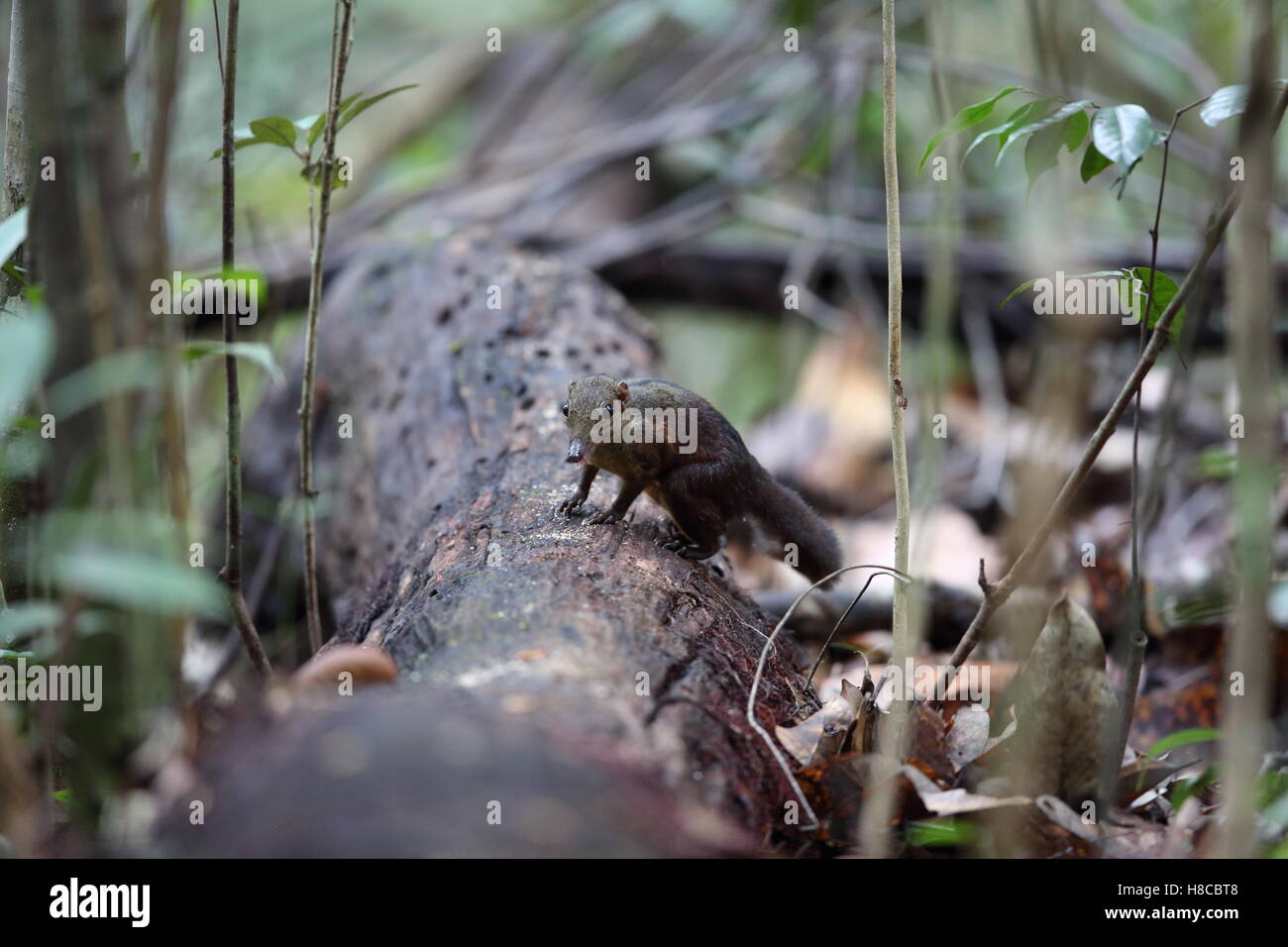 Gemeinsame Treeshrew (Modellorganismus Glis) in Sabah, Borneo, Malaysia Stockfoto