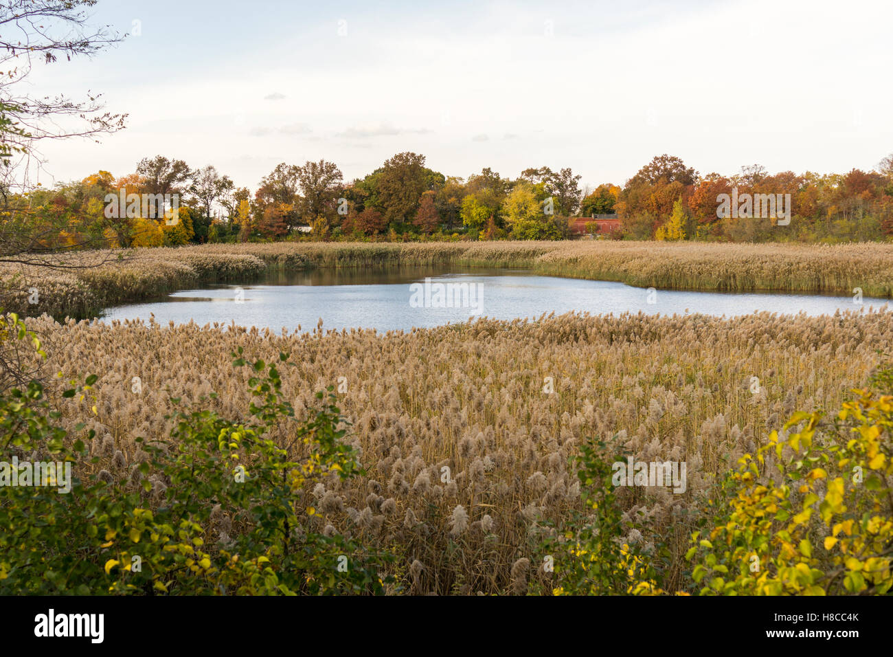 Die Ridgewood Reservoir im Highland Park in Brooklyn in New York am Samstag, 5. November 2016. Früher war die Wasserversorgung für einen Großteil der Brooklyn, 1990 komplett stillgelegt. Die drei Becken wurden trockengelegt, mit einem verbleibenden als eine Feuchtgebiete und die beiden anderen erlaubt, natürlich in Wälder zu entwickeln. Es sitzt auf der Hafen-Hill-Moräne.  (© Richard B. Levine) Stockfoto