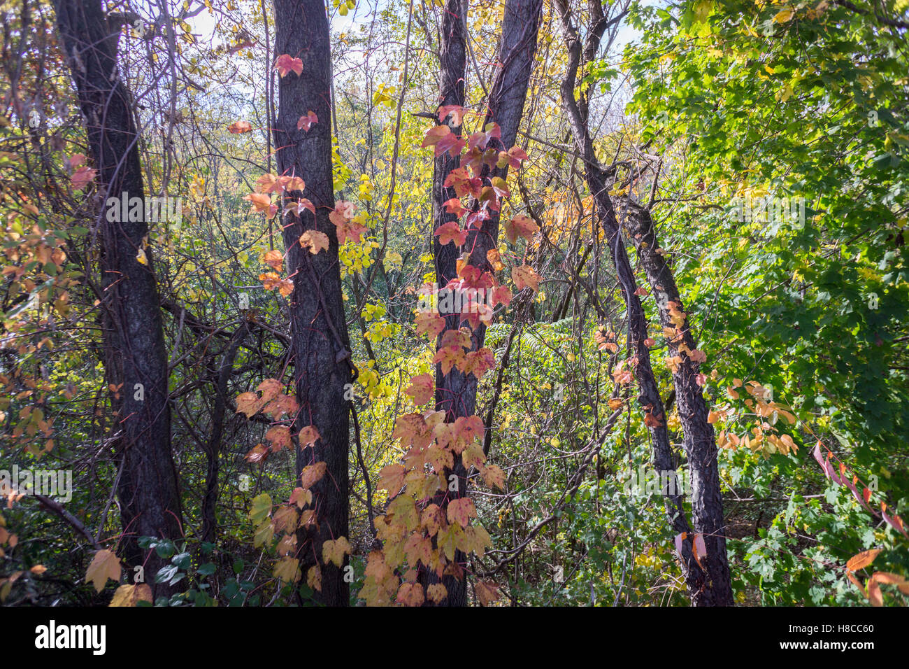 Die Ridgewood Reservoir im Highland Park in Brooklyn in New York am Samstag, 5. November 2016. Früher war die Wasserversorgung für einen Großteil der Brooklyn, 1990 komplett stillgelegt. Die drei Becken wurden trockengelegt, mit einem verbleibenden als eine Feuchtgebiete und die beiden anderen erlaubt, natürlich in Wälder zu entwickeln. Es sitzt auf der Hafen-Hill-Moräne.  (© Richard B. Levine) Stockfoto