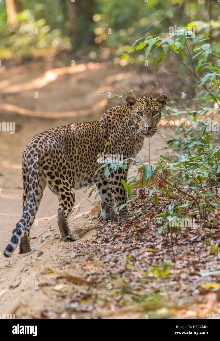Panthera Pardus Kotiya neugierig einen Blick in die Natur Stockfoto
