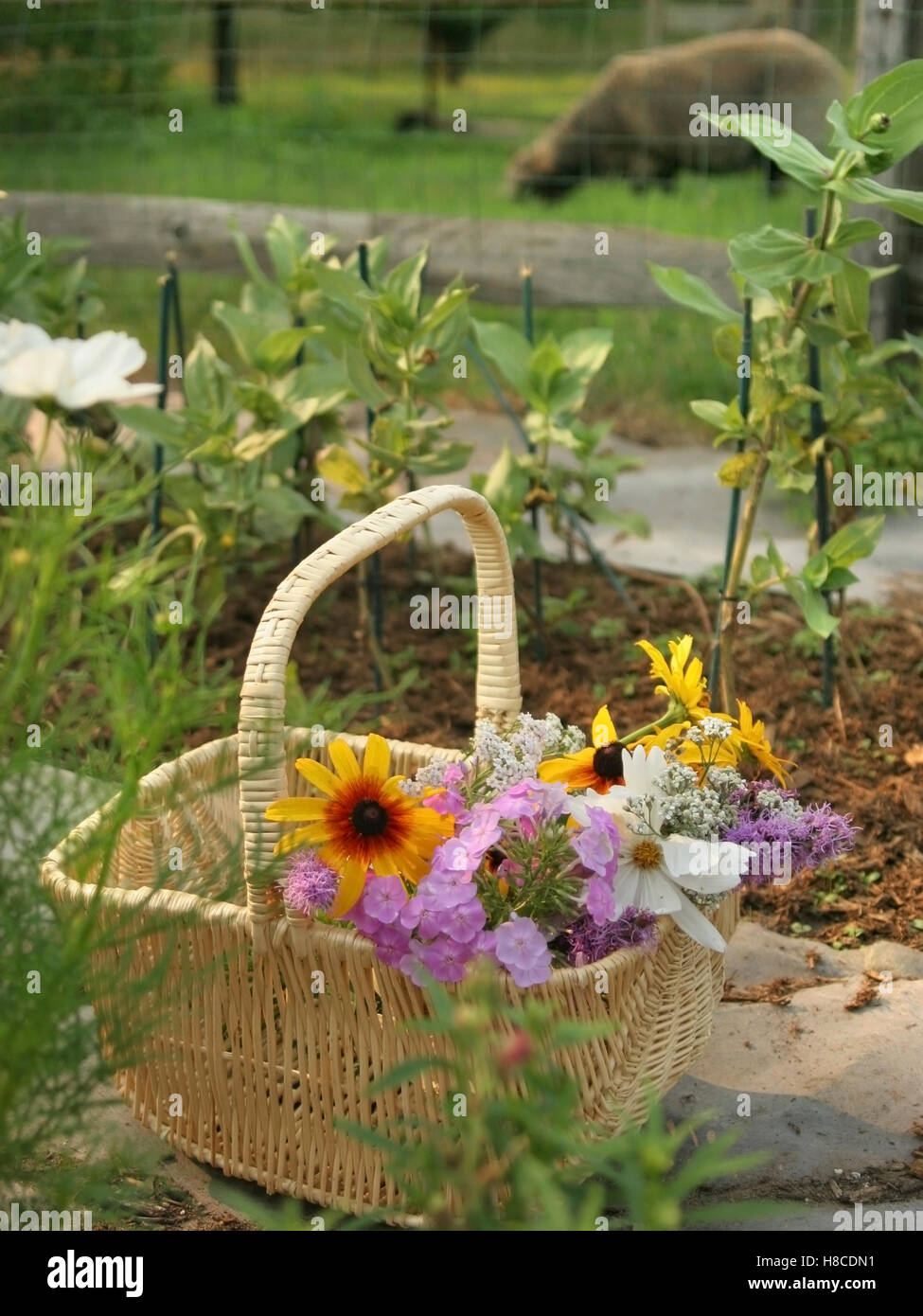 Korb mit Sommerblumen im Garten Bauernhof mit Schafen, Hunterdon County, New Jersey, USA. Stockfoto