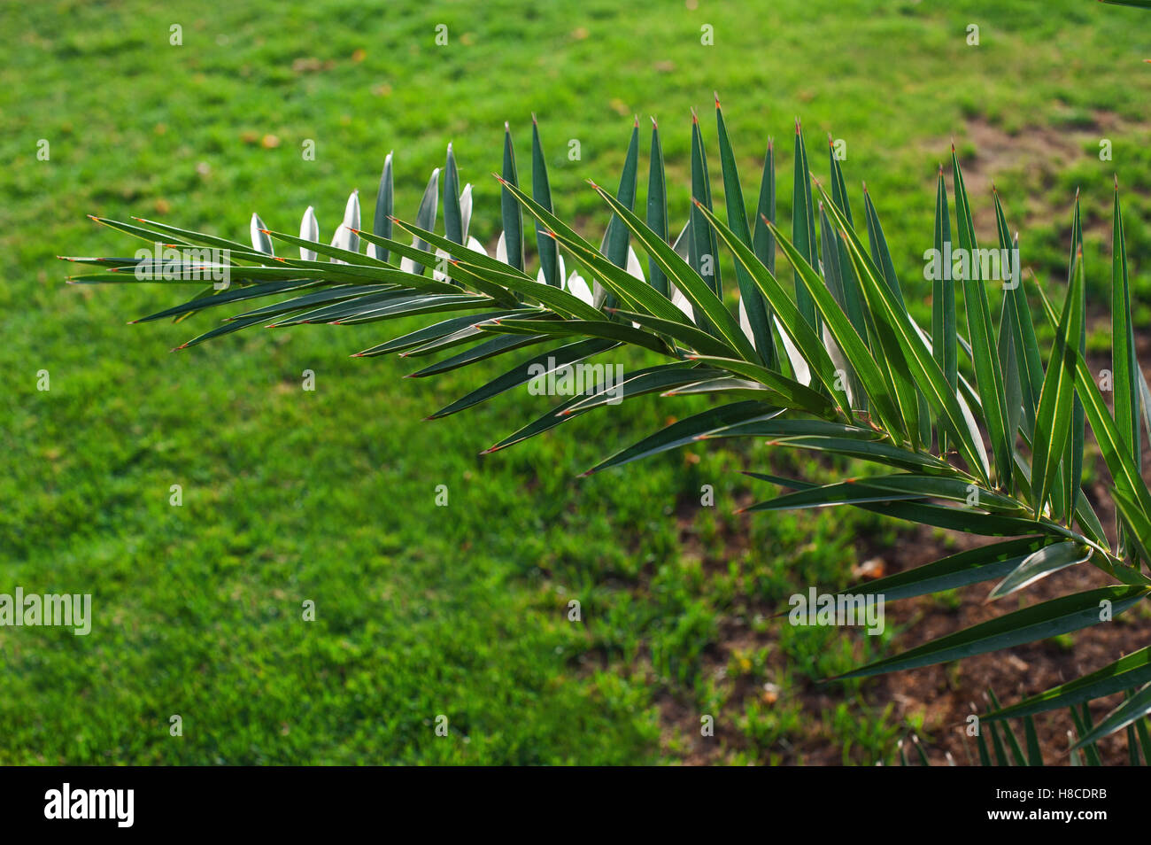 schöne Palmzweig auf einem Hintergrund von grünem Rasen Stockfoto