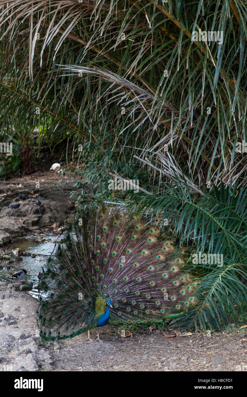 Blauer Pfau mit seiner Rute, die Federn im Casela Natur und Freizeitpark, Cascavelle, Mauritius zu öffnen. Stockfoto