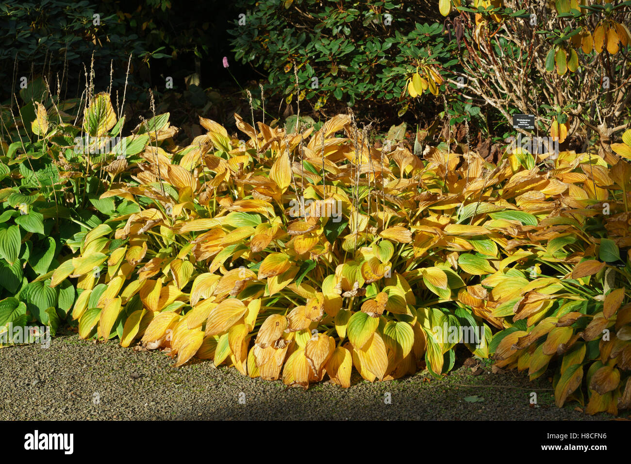 Peebles, Schottland - Dawyck Botanical Gardens im Herbst. Hosta Rectifolia. Stockfoto