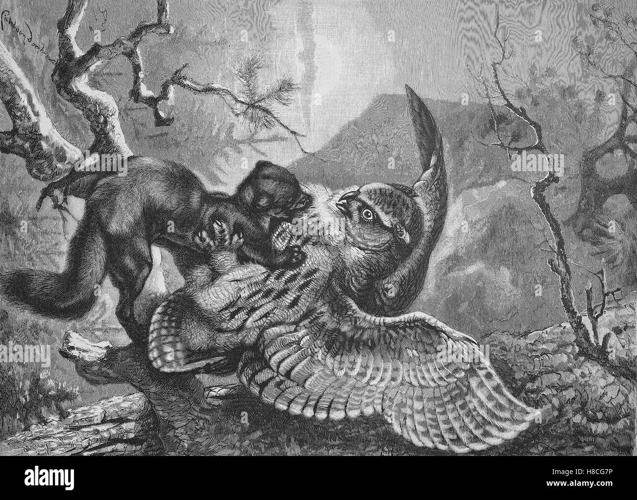 Eule kämpft gegen Marder, Holzschnitt aus dem Jahre 1892 Stockfoto