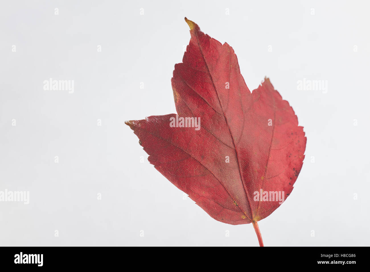 Blatt von einem Tulip Tree wurde rot im Herbst Stockfoto