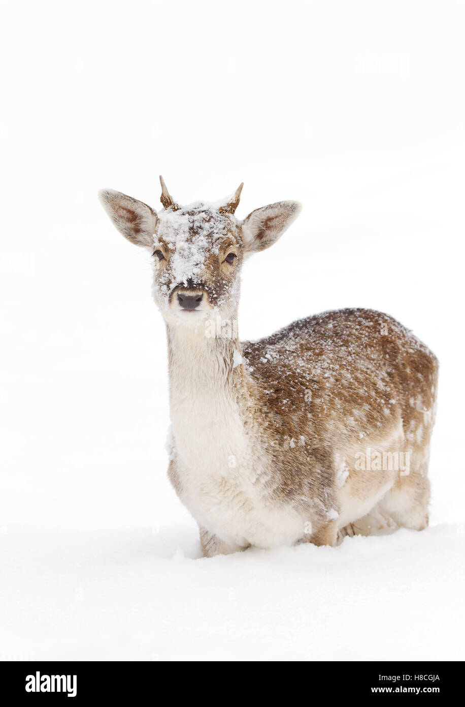 Damwild stellt in einem Winter in Kanada Stockfoto